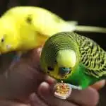Cómo Alimentar En Forma Correcta Un Pájaro