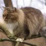 Conoce El Gato Alemán De Pelo Largo