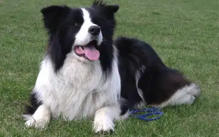 Cuidados De Un Perro Bolder Collie