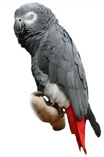 Cuidados Del Loro Gris Africano O Yaco