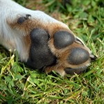 Enfermedades de las patas y dedos de los Perros