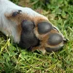Enfermedades De Las Patas Y Dedos De Los Perros