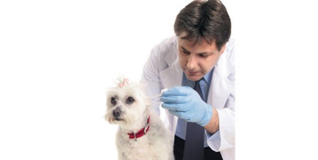 La Homeopatía en mascotas y sus beneficios