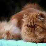 Las Razas De Gatos Mas Bonitas