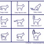 Los Gatos y su lenguaje
