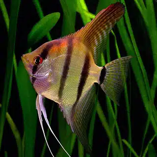 Los mejores peces para tu Acuario