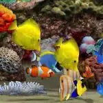 Los Peces Como Mascotas