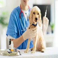 Medicina preventiva para mascotas