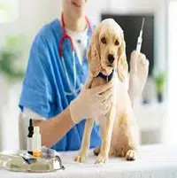 Medicina preventiva para mascotas