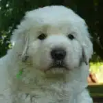 Perro Pastor Polaco De Podhale