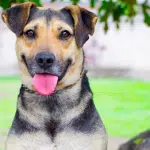 Perros Mestizos