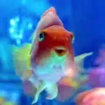 Por Que Se Enferman Los Peces