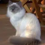 Razas De Gatos Blanco Y Negro