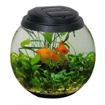 Acuario Para Peces Pequeños