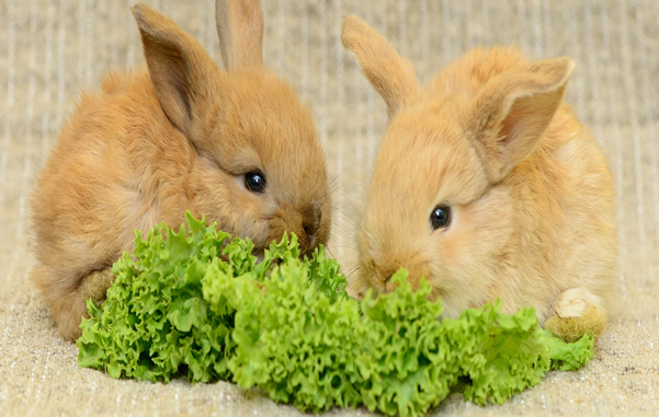 Alimentación de los conejos