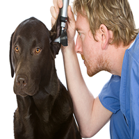 Cómo curar infecciones de oído en perros