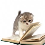 Educar al Gato