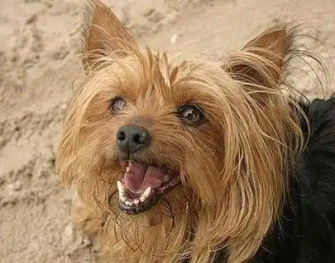 El Perro Ladrador