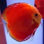 Enfermedades De Los Peces Rojos