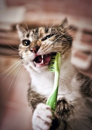 Enfermedades dentales en Gatos