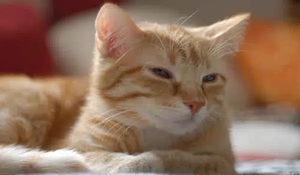 Gato Brasileño De Pelo Corto