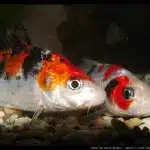 Hongos En Peces Tratamiento