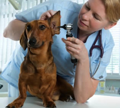 Infecciones de oido en Perros y Gatos