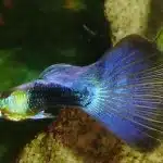 La Alimentación De Los Guppys