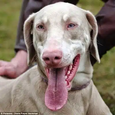 Los Perros Albinos