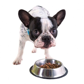 Mezclar alimentos puede intoxicar tu Perro