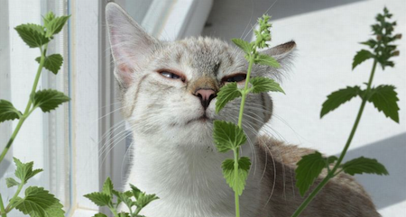 Plantas perjudiciales para gatos