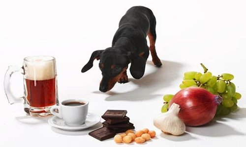 10 alimentos prohibidos para los perros