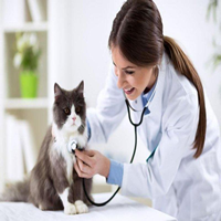 7 Enfermedades más comunes en gatos