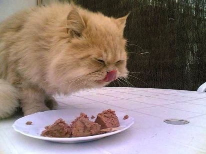 Alimentacion para un Gato adulto