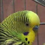 Alimentacion Y Limpieza De Los Pericos