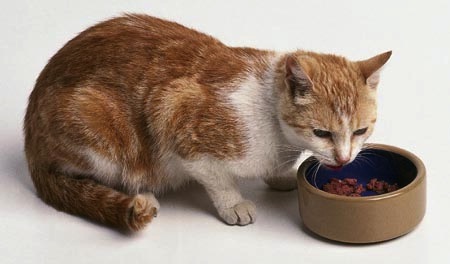 Comida casera para Gatos
