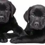 Como Alimentar A Tu Cachorro