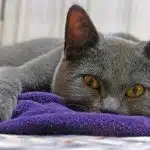 El Chartreux O Gato Cartujo