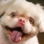 El albinismo en los Perros