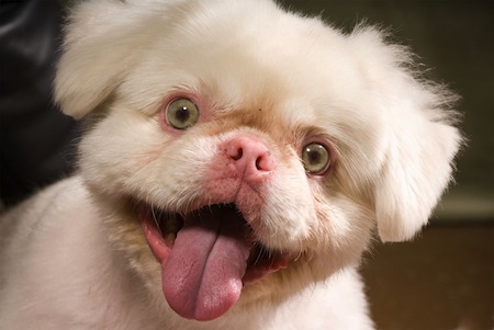 El albinismo en los Perros