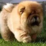 El Pelo De Tu Mascota Y Su Cuidado