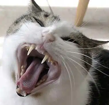 7 Enfermedades Más Comunes En Gatos