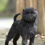 Perro de raza Affenpinscher