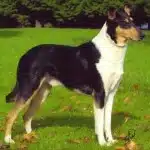 Raza De Perro Collie Smooth