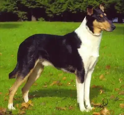 Raza De Perro Collie Smooth