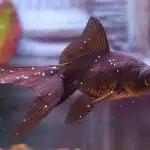 Tratamiento De Los Hongos En Peces