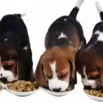 Alimentacion De Cachorros De 0-4 Meses