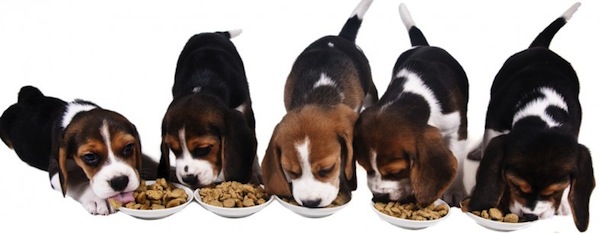 Alimentacion de Cachorros de 0-4 meses