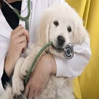 Cómo cuidar la salud de un perro