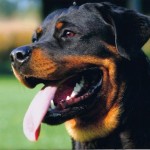Cuidados y Salud del perro Rottweiller